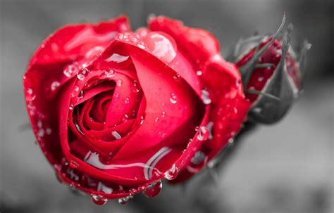 Free Wallpapers Flower Rose Drops Rosa Water Red Rose Close Up Macro