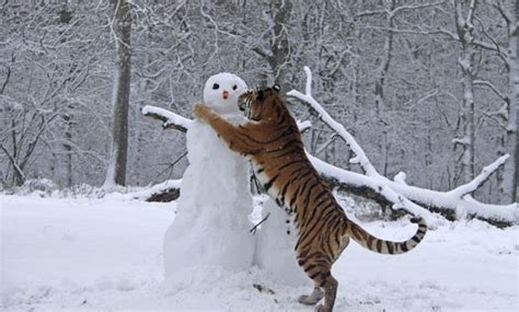 Tigers And Snowmen Moggyblog