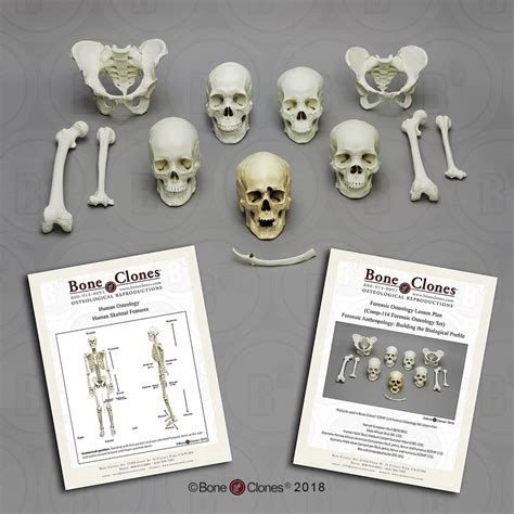 Forensic Osteology Set Bone Clones Inc Osteological Reproductions