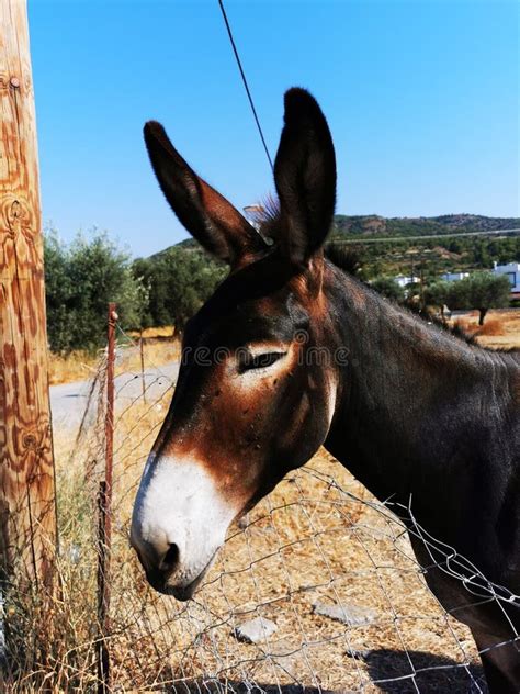 Donkey Donkey S Greek Donkey Stock Photo Image Of Halter Horn