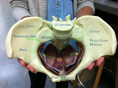 Helps improve kegel and pelvic floor. Pelvic Health and Alignment : Anatomy: The Female Pelvis