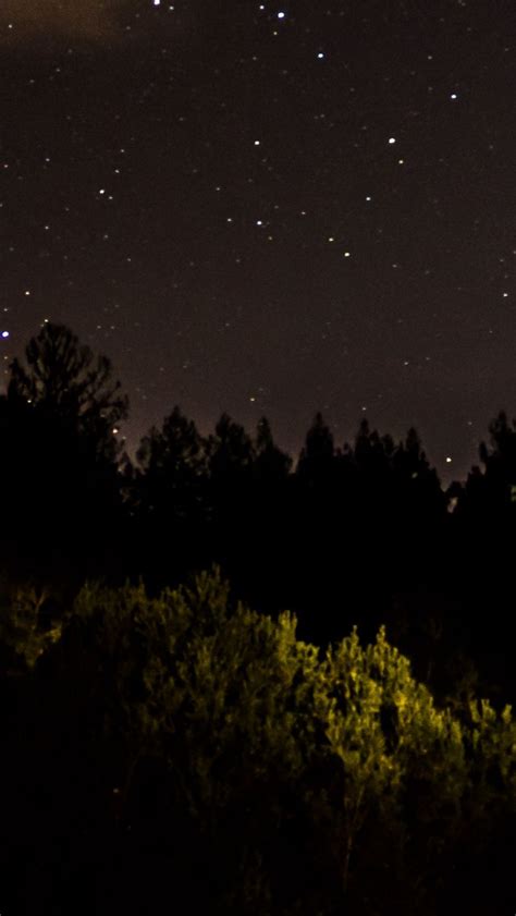 Green Trees Forest Under Starry Sky During Nighttime 4k Hd Nature