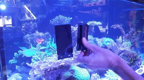 Flipper Aquarium Cleaner Demonstration Youtube