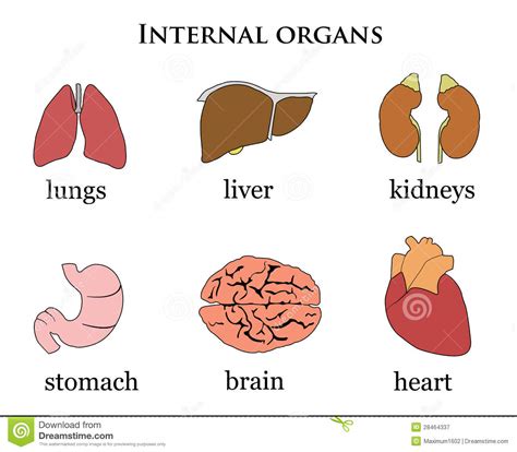 Human Internal Organ Clipart 20 Free Cliparts Download Images On