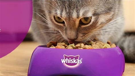 Mars Petcare Expands Cat Food Range In India Mint