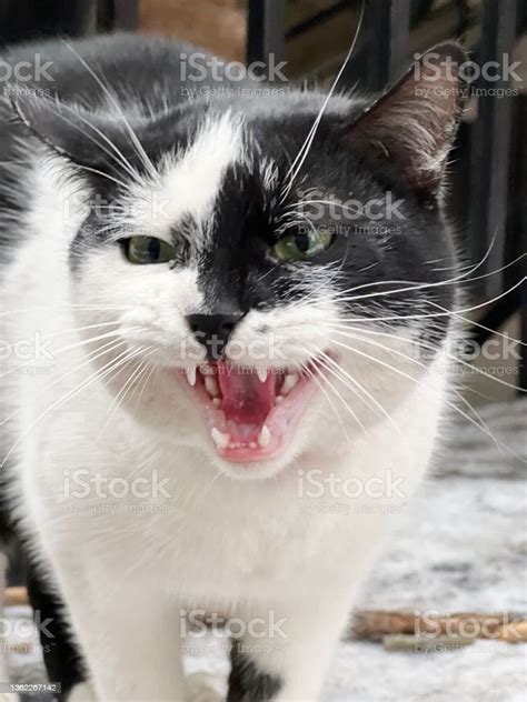 White And Black Cat Meowing Angry Funny Feline Portrait Stock Photo