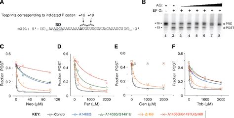 Figure 2 From Roles Of Specific Aminoglycoside Ribosome Interactions In The Inhibition Of