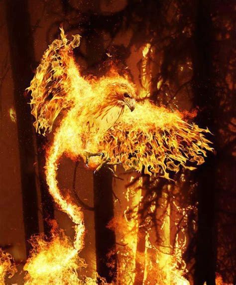 30 Amazing Photo Manipulation Of Fire And Flames Fire Art Phoenix