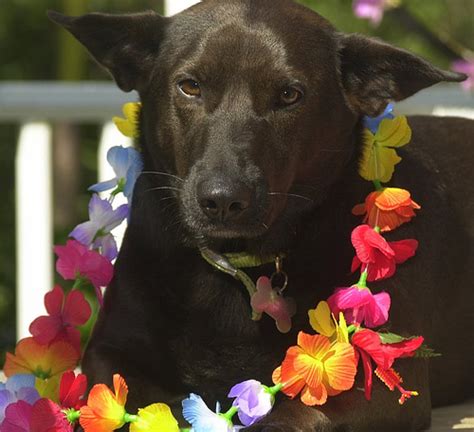 Hawaiian Poi Dog Greatdogsite