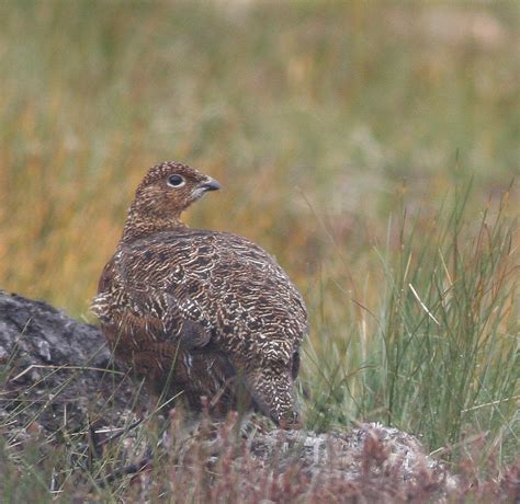 Bempton Birder Moorland Birds Of The Scottish Highlands