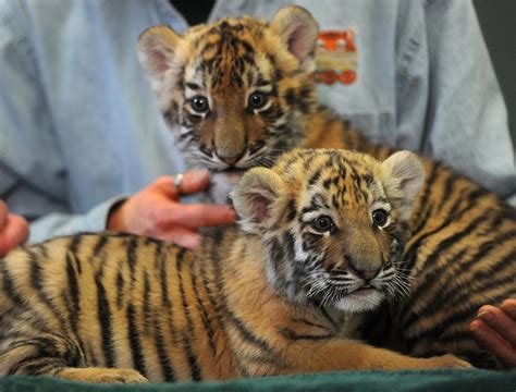 Baby Tiger Cubs Get Media Showing At Beardsley Zoo Newstimes