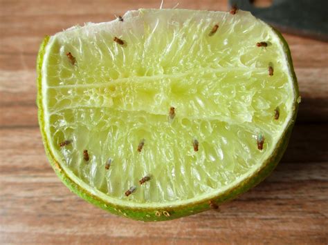How To Get Rid Of Fruit Flies Nextgen Pest Solutions