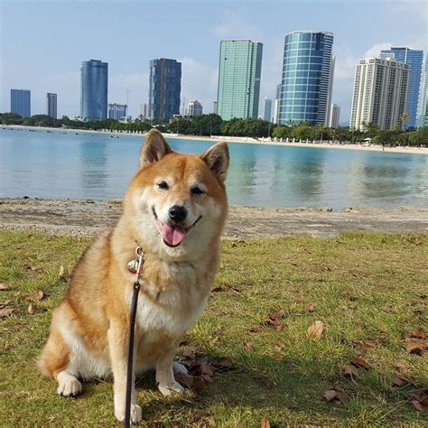 This Shiba Inu Is Enjoying Another Beautiful Day In Sunny Hawaii Love