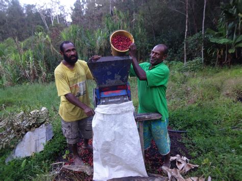 Papua New Guinea Fto Roots No1 Ax Grainpro Royal Coffee