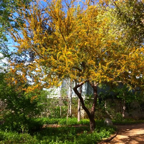 Sweet Acacia Tree Images Enid Cordero