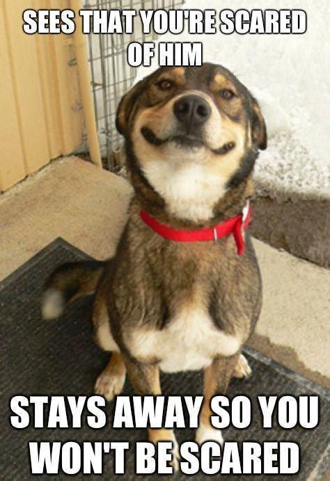 21 Funny Dog Memes
