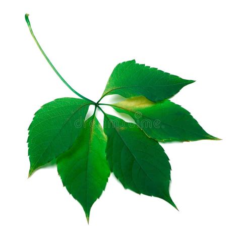 Green Leaf Stock Photo Image Of Colorful Foliage Decor 32914678