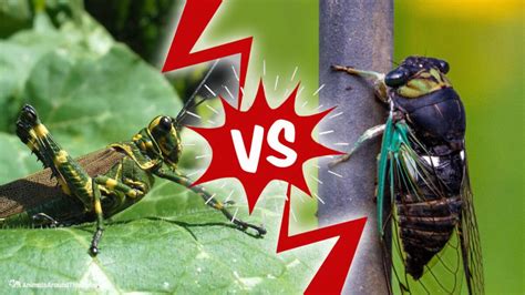 Cicada Vs Locust