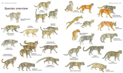 Secrets Of The World S Species Of Wild Cats Wild Cat Species Types Of Wild Cats Cat Species