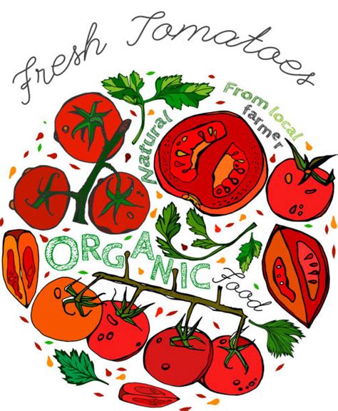 Roma Tomatoes Illustrations Royalty Free Vector Graphics And Clip Art