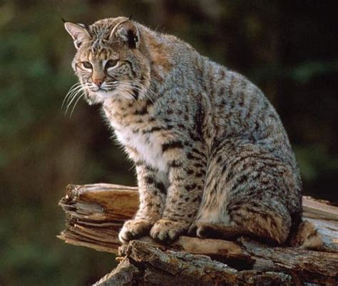 Providing bobcat sales, parts, service, rentals and financing. Bobcat Facts and Pictures | Wildlife Pro