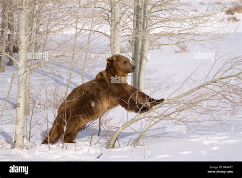 Grizzly Bear Pushing Over Aspen Tree Stock Photo Alamy