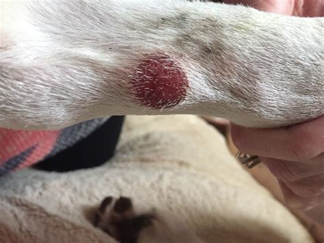 My 9 Month Old Puppy Has A Strange Red Circle Bump On His Leg Tank