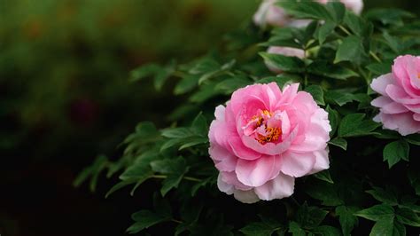 Live Enjoy Blooming Peonies In Heze City The Peony Capital Of China