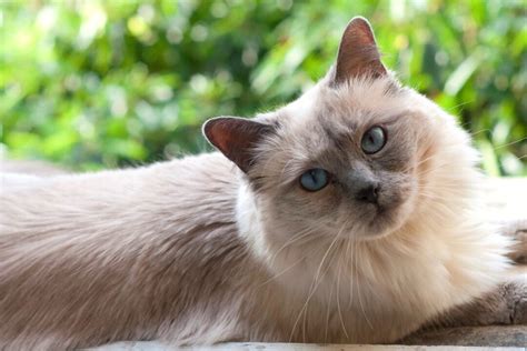 Ragamese Ragdoll And Siamese Mix Info Facts Pictures Faqs And More