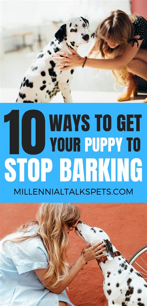 How do dog agility competitions work? 10 Ways to Get Your Dog to Stop Barking | Millennial Talks ...