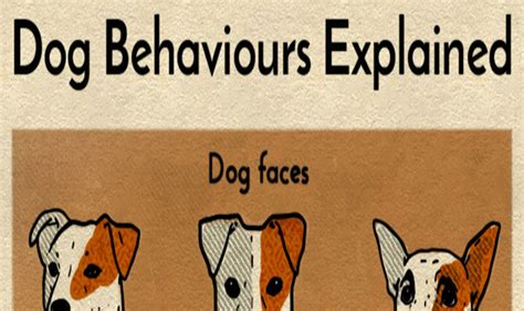 Dog Behaviours Explained Infographic