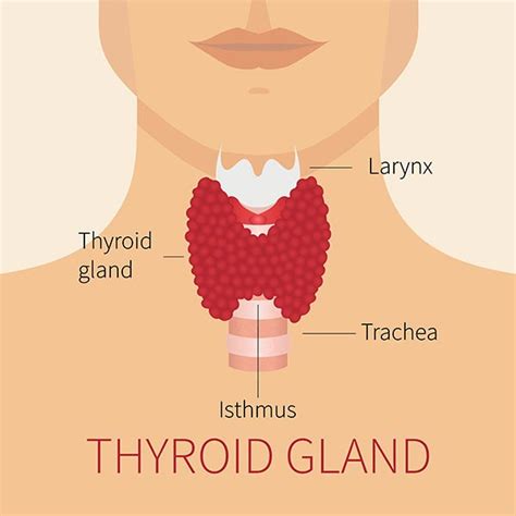Thyroid Surgery Thyroid Removal