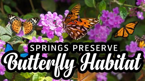 Butterfly Habitat At Springs Preserve Las Vegas Youtube