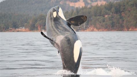 Southern Resident Orcas Spotted For The First Time In Two Months Ctv News