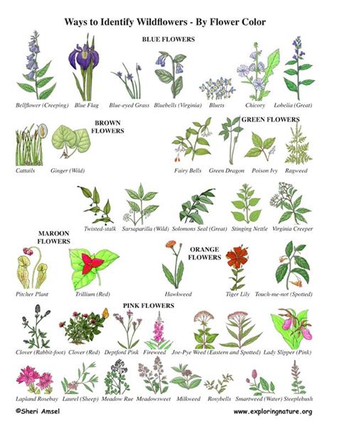 Wildflower Identification By Color Outdoor Plants Garden Plants