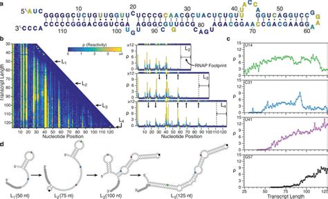 Srp Rna Cotranscriptional Folding A Secondary Structure Of The Final
