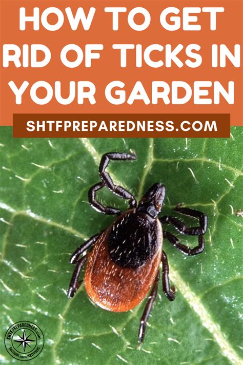 How To Get Rid Of Ticks In Your Garden Get Rid Of Ticks Backyard