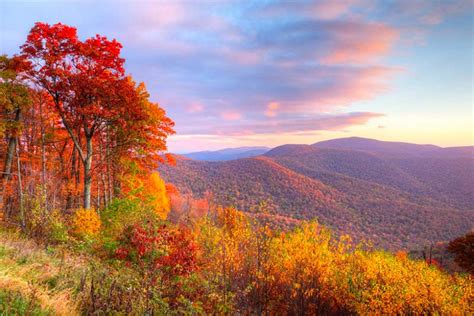 Recommended North Carolina Native Trees For Fall Color