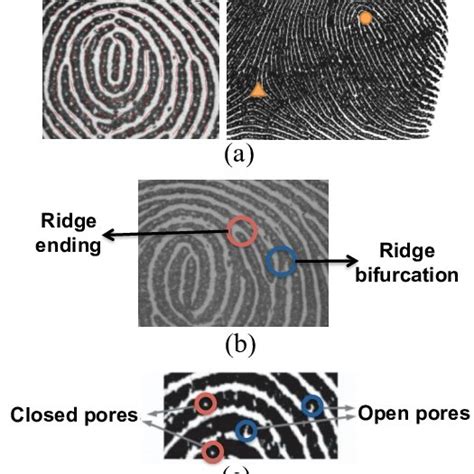 Pdf Improving The Ridge Based Fingerprint Recognition Method Using