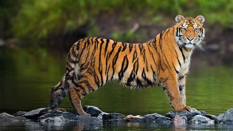 In A Siberian Tigers Footsteps How Siberian Tiger Was