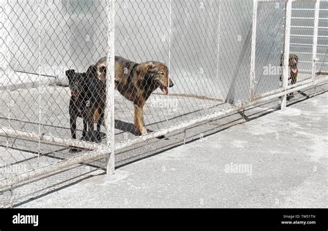 Shelter Cages With Homeless Dogs Stock Photo Alamy