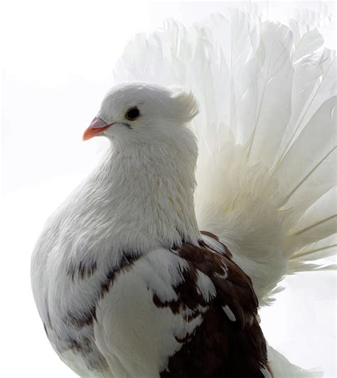 White And Brown Indian Fantail Pigeon Photograph By Nathan Abbott Pixels