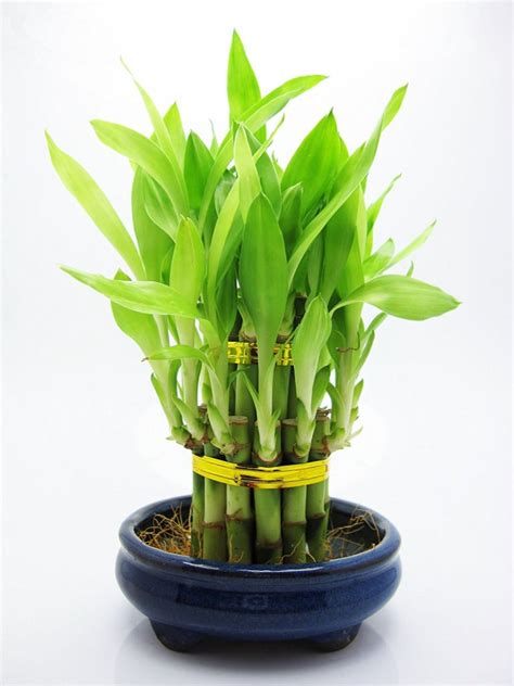 What Is A Lucky Bamboo Laidback Gardener