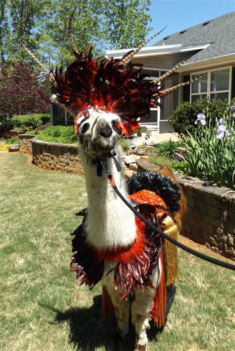 Llama Twist Is Modeling A Costume That I Made To Be Worn At A Llama