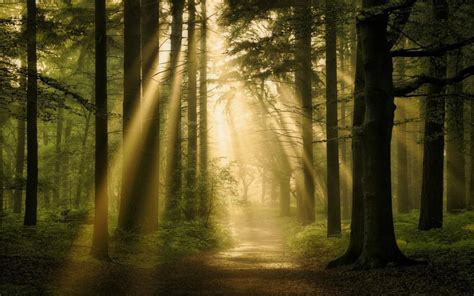 Landscape Nature Forest Sun Rays Path Trees Mist