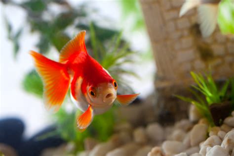 Can Goldfish Live In A Bowl Without A Filter Laptrinhx News
