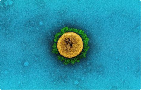 The diagram below at right shows a virus that attacks bacteria, known as the lambda bacteriophage, which measures roughly 200 nanometers. Study says mRNA COVID vaccines are effective against ...