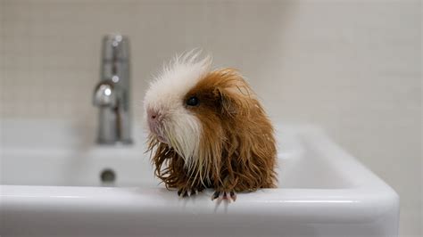 How To Bathe A Guinea Pig Mypetcarejoy