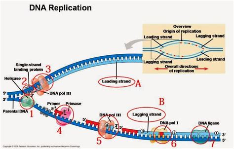 Tahapan Replikasi DNA Secara Rinci Biologi Edukasi Belajar Sains Biologi