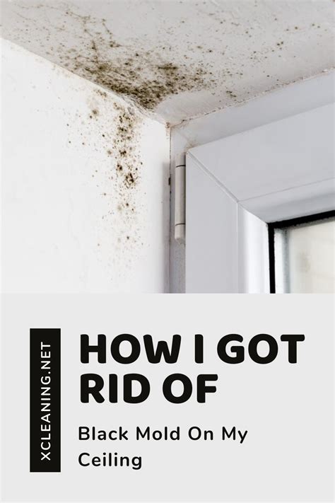 But you're likely to see it near the visible mold growth on your walls or ceiling. How I Got Rid Of Black Mold On My Ceiling | xCleaning.net ...